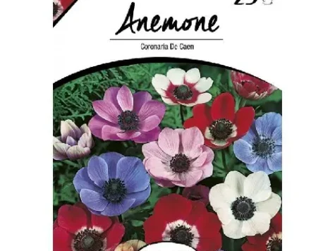 Semințe Anemona Coronaria - imagine 1