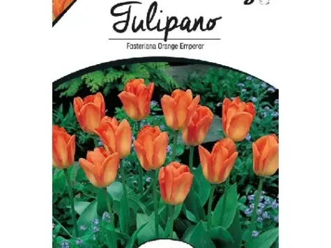 Semințe lalele Fosteriana Orange Emperor - imagine 1