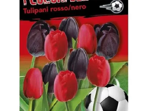 Semințe lalele roșii și negre - imagine 1