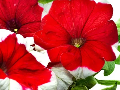 Semințe - petunia dreams red picotee 1000 s - imagine 1