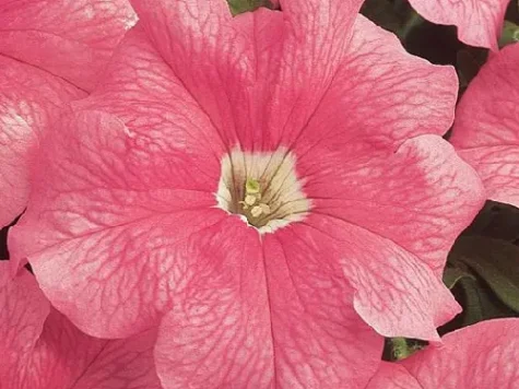 Semințe - petunia dreams rose picotee 1000 s - imagine 1