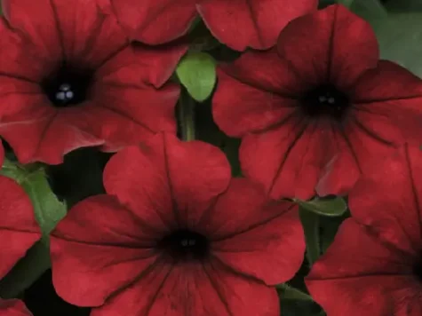 Semințe - petunia easy wave red velour 250 s - imagine 1