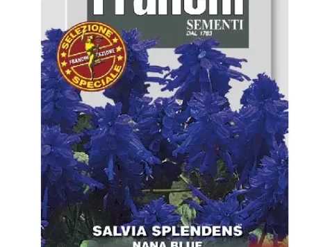 Semințe - salvia splendens vista lavander 1000 s - imagine 1