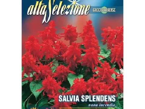 Semințe - salvia splendens vista red 1000 s - imagine 1