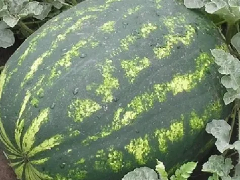 Semințe sta pepene verde Dochița 5gr - imagine 1