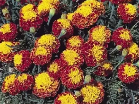 Semințe - tagetes patula super hero mix 1000 s - imagine 1