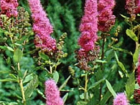Spiraea billardii - p19 50-60 cm - imagine 1