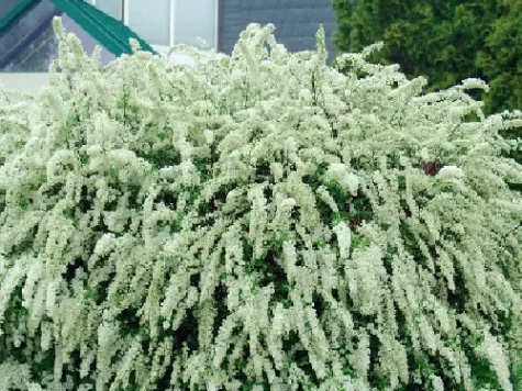 Spiraea cinerea grefsheim p15 20-25 cm - imagine 1