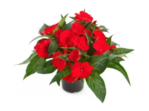 Sporul casei - Impatiens p9 - imagine 1