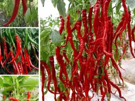 Sta Semințe ardei iute Royal - imagine 1