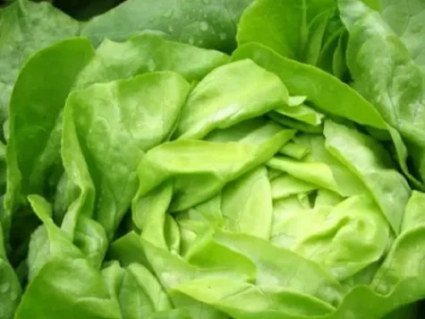 Sta Semințe salata Riana 5gr - imagine 1