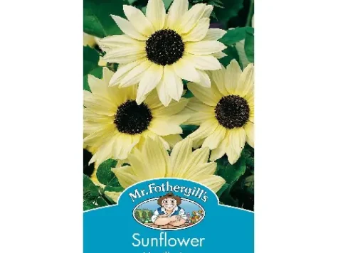 Sunflower vanilla ice - imagine 1