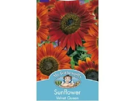 Sunflower velvet queen - imagine 1
