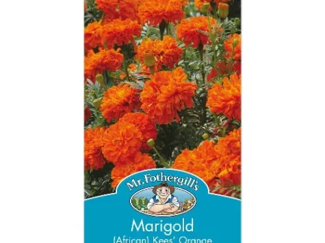 Tagetes erecta kees orange am - imagine 1