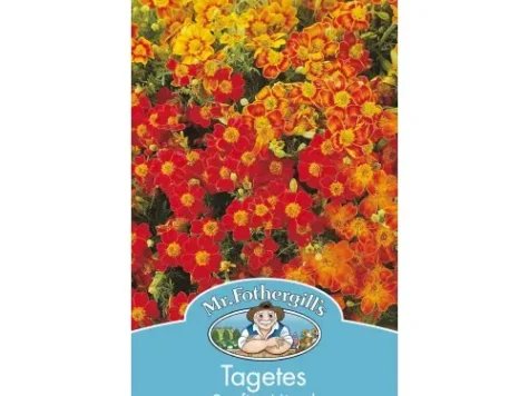 Tagetes starfire mixed - imagine 1