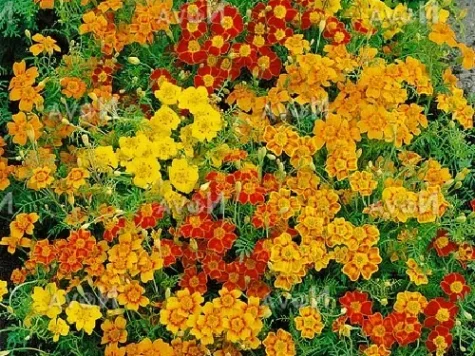 Tagetes tenuifolia starfire am - imagine 1