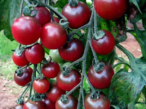 Tomato black opal am - imagine 1