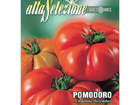 Tomato costoluto fiorentino - imagine 1