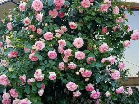 Trandafir - rosa climbers premium camelot - p19 100cm stick - imagine 1