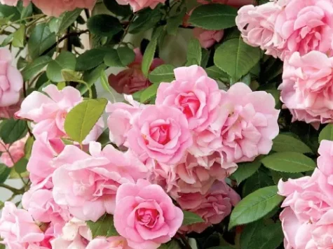 Trandafir - rosa climbers premium trandafir - rosanna - p19 100cm stick - imagine 1