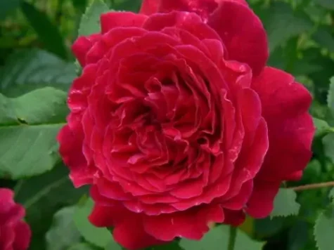 Trandafir - rosa empereur du maroc - imagine 1