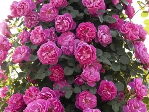 Trandafir - rosa meilland mix colours - imagine 1