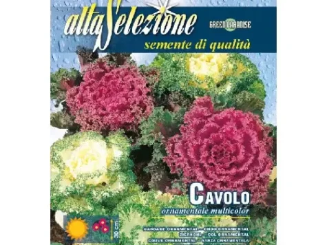 Varza ornamentala multicolor plic 0.5g - imagine 1