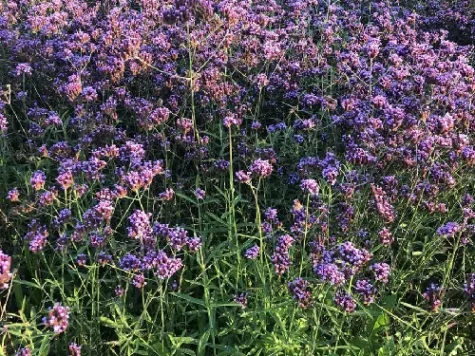 Verbena p9 gr - imagine 1