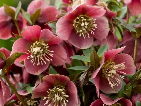 Helleborus d17 - imagine 1