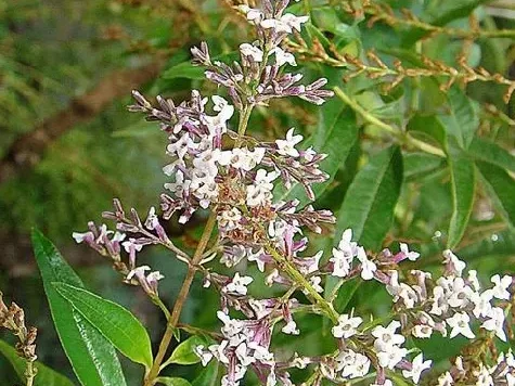 Lămâiță Aloysia triphylla P14 - imagine 1