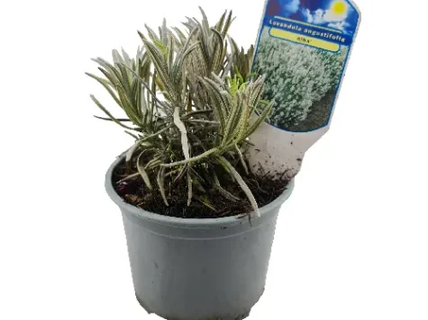 Lavandă - Lavandula Angustifolia Alba P13 - imagine 1