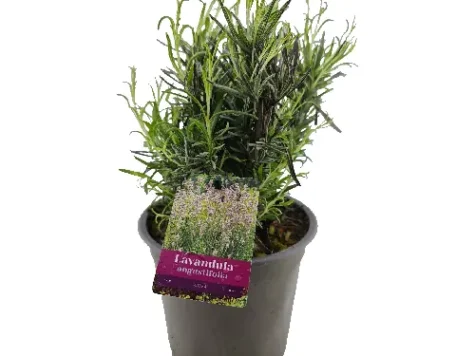 Lavandă - Lavandula Angustifolia Rosea P15 - imagine 1