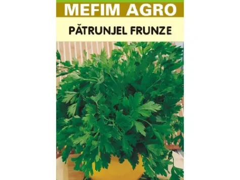 MA Semințe Pătrunjel de frunze 4 gr - imagine 1
