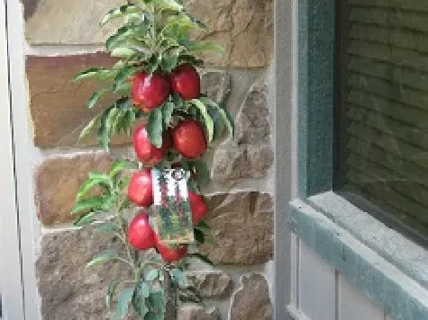 Mar balot, soi columnar - imagine 1