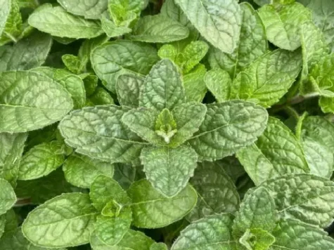Menta spicată gr replantat * - imagine 1
