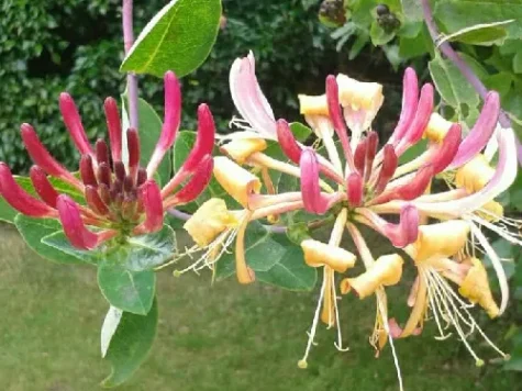 Mana Maicii Domnului - lonicera belgica select 70cm - imagine 1
