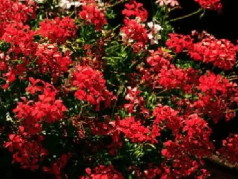 Muscata - curgatoare tiroleze g 20 - imagine 1