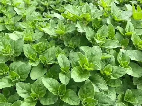 Oregano p12 gr