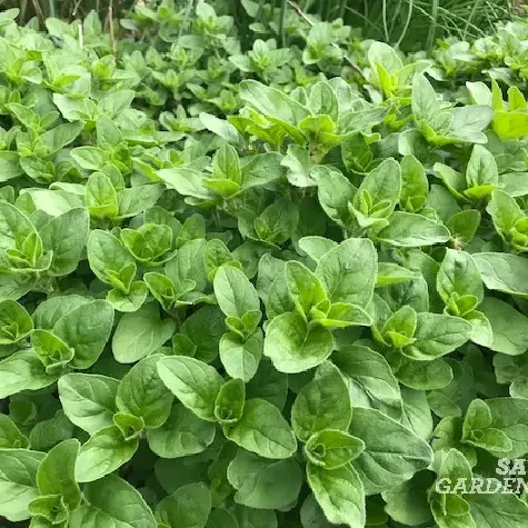 oregano