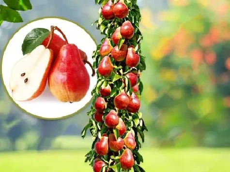 Par balot, soi columnar - imagine 1