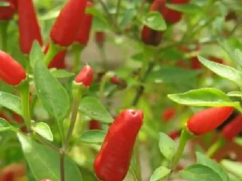 Piper - pepper - hot thai culinary - imagine 1