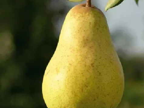 Pfg par Williams - imagine 1