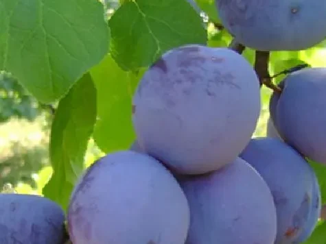 Pfg prun centenar - imagine 1