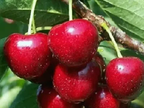 Pfp cires - imagine 1