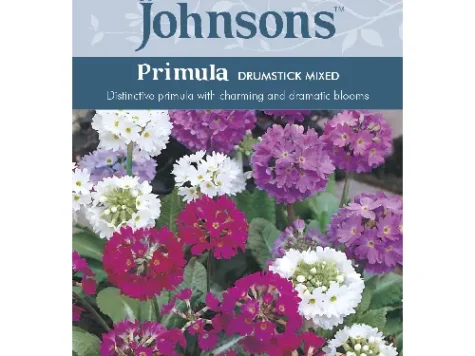 Primula Drumstick Mixed - imagine 1