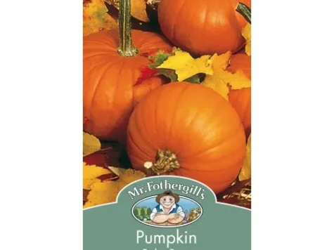 Semințe Pumpkin - baby bear - imagine 1