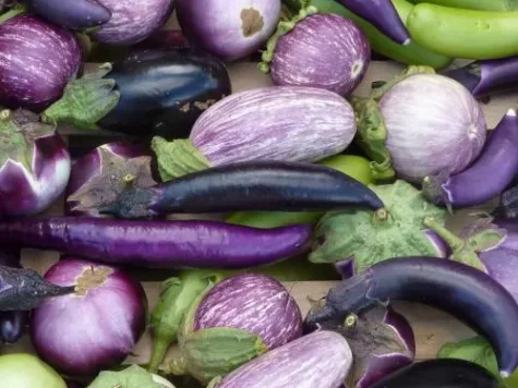 Vinete Aubergine - mixed - imagine 1
