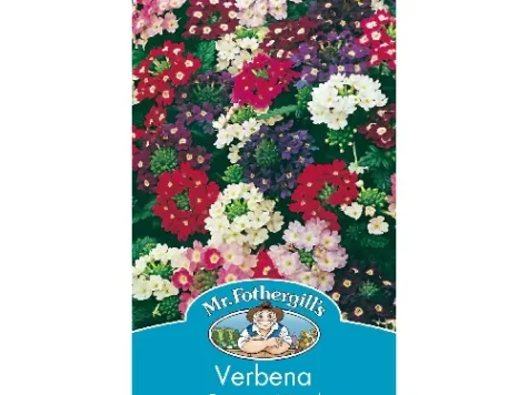 Verbena hybrida compact mixed am - imagine 1