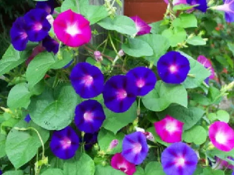 As flori - zorele albastre plic 4 gr - imagine 1