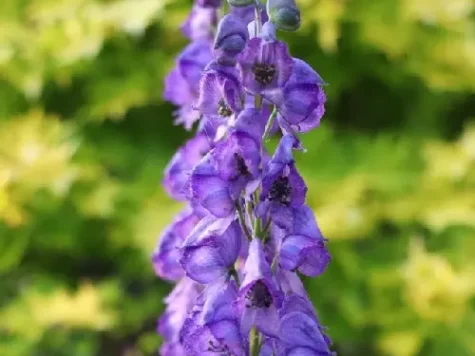 Aconitum in cultivars ol replantat - imagine 1